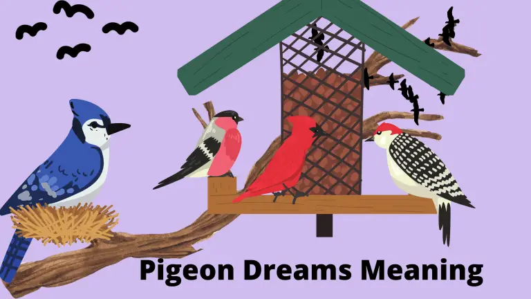 Pigeon Dreams Meaning