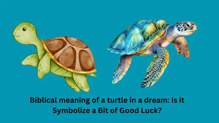 Biblical meaning of a turtle in a dream Is it Symbolize a Bit of Good Luck