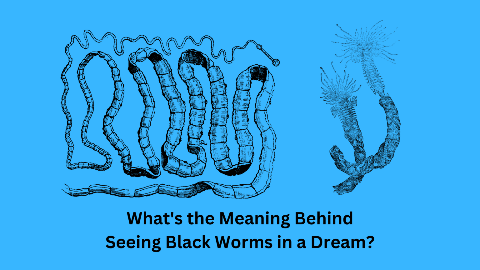 What's The Meaning Behind Seeing Black Worms In A Dream? Dream Archive