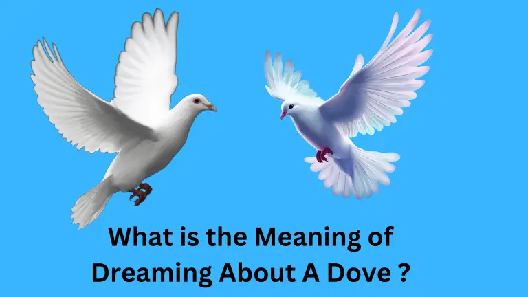 What is the Meaning of Dreaming About A Dove